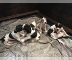 Small Photo #7 Great Dane Puppy For Sale in ANAHEIM, CA, USA