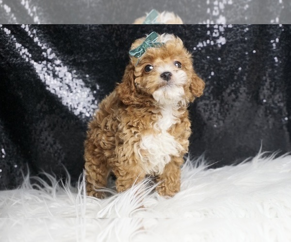 Medium Photo #4 Poodle (Toy) Puppy For Sale in WARSAW, IN, USA