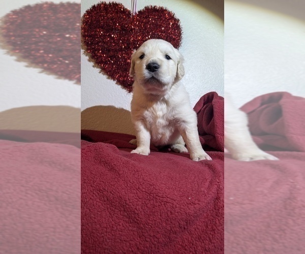 Medium Photo #17 Golden Retriever Puppy For Sale in MODESTO, CA, USA
