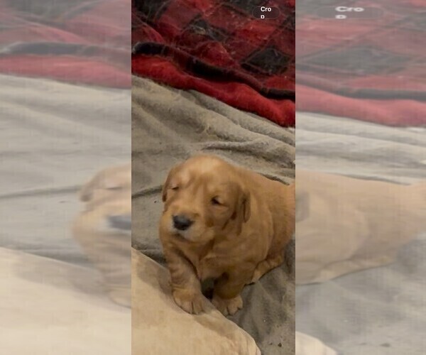Medium Photo #1 Golden Retriever Puppy For Sale in GARDEN VALLEY, CA, USA