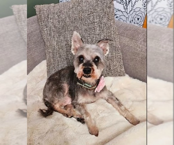 Medium Photo #4 Mutt Puppy For Sale in Farmington, MN, USA
