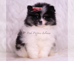 Small #5 Pomeranian
