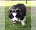 Small Photo #26 Pomsky Puppy For Sale in BAXTER, TN, USA