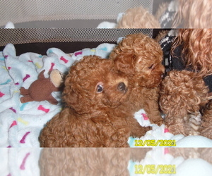 Poodle (Toy) Puppy for sale in DULUTH, GA, USA