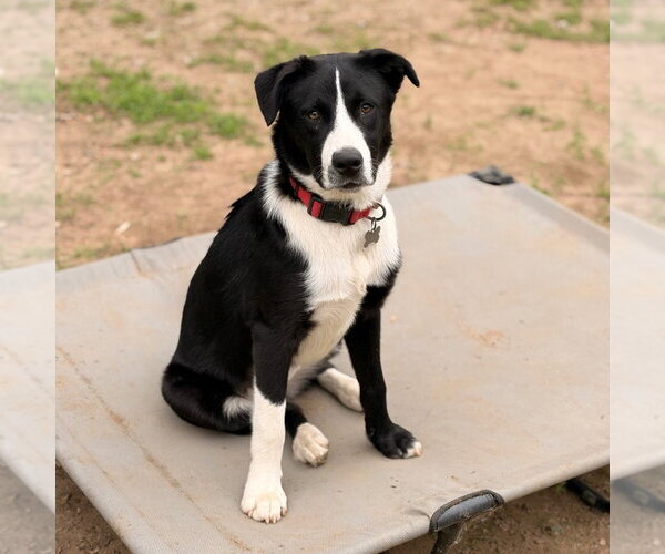 Medium Photo #5 Border Collie-Unknown Mix Puppy For Sale in Canton, CT, USA