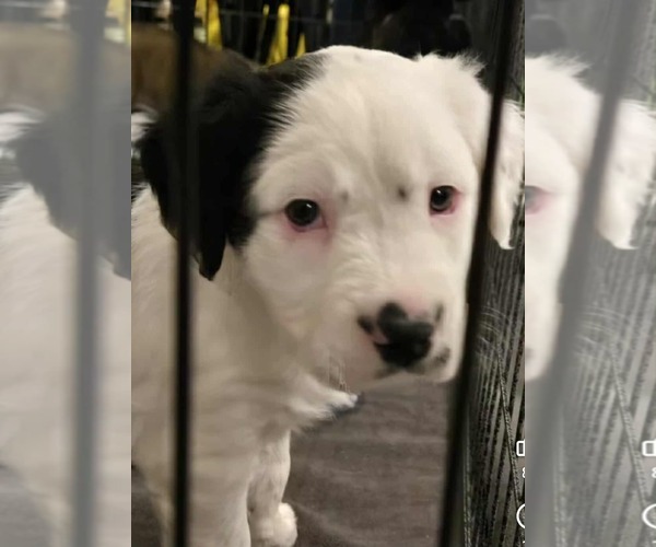 Medium Photo #2 Mutt Puppy For Sale in Clinton , MI, USA