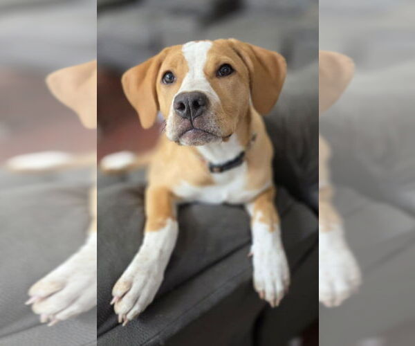 Medium Photo #2 Mutt Puppy For Sale in Crystal, MN, USA