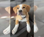 Small #1 Mutt