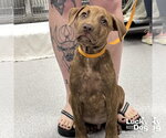 Small #2 Mutt