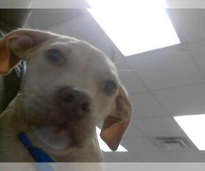 American Pit Bull Terrier Dogs for adoption in Fayetteville, NC, USA
