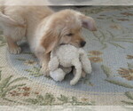 Small Photo #9 Golden Retriever Puppy For Sale in MECHANICSVILLE, MD, USA