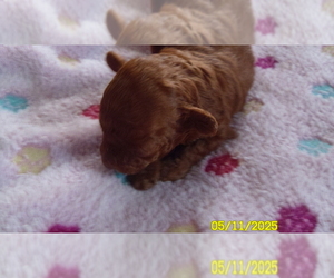 Poodle (Toy) Puppy for sale in DULUTH, GA, USA