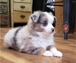 Miniature Australian Shepherd Puppy for sale in MILTON, WI, USA