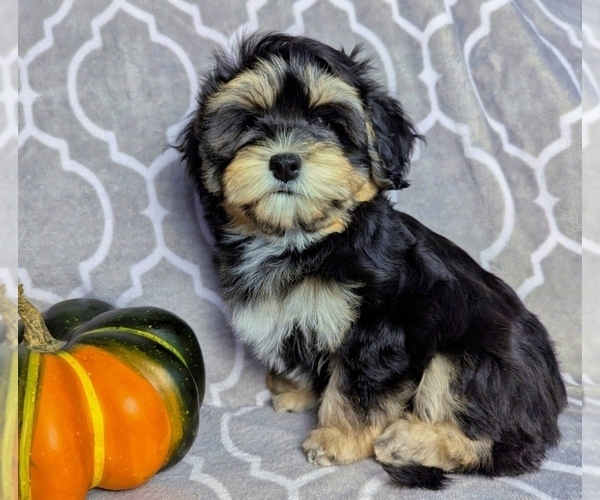 Medium Photo #4 Havanese Puppy For Sale in POST FALLS, ID, USA