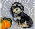 MIDNIGHT - Male Havanese Puppy for Sale - Photo #4