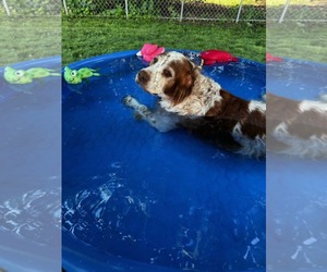 Brittany Dogs for adoption in Curwensville, PA, USA