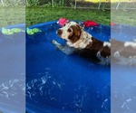 Small Photo #1  Puppy For Sale in , 