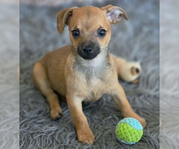 Medium Photo #2 Chihuahua-Unknown Mix Puppy For Sale in Chino Hills, CA, USA