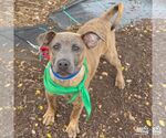 Small #3 Boxer Mix