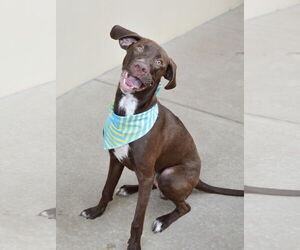 Mutt Dogs for adoption in McKinney, TX, USA