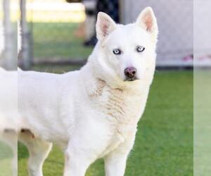 Siberian Husky Dogs for adoption in Camarillo, CA, USA