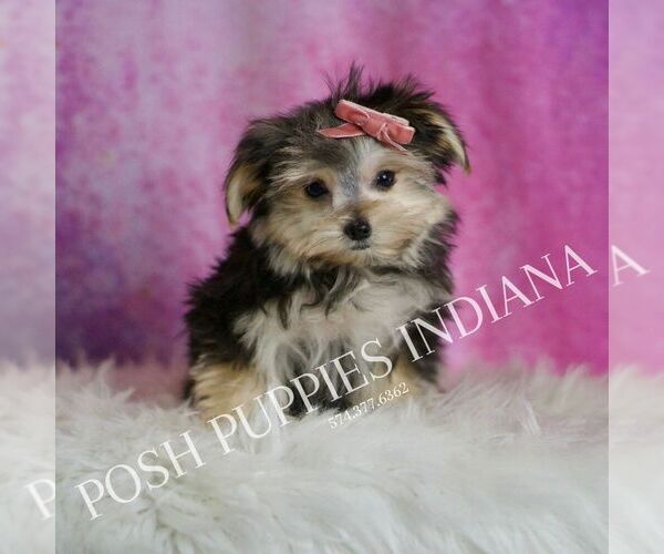 Medium Photo #24 Morkie Puppy For Sale in WARSAW, IN, USA