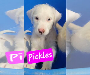 Miniature Labradoodle Dogs for adoption in Brooksville, FL, USA