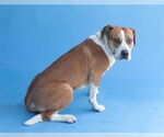 Small #1 American Pit Bull Terrier Mix