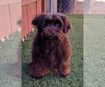 Small #1 Yorkipoo