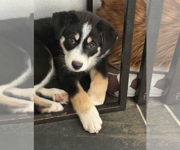 Medium Photo #4 Scottish Collisky Puppy For Sale in Littleton, CO, USA