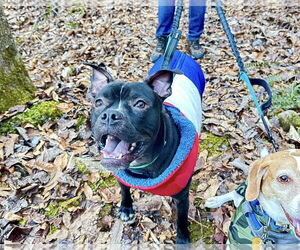 Jett - Male American Staffordshire Terrier-Boston Terrier Mix Dog for Adoption - Photo #3