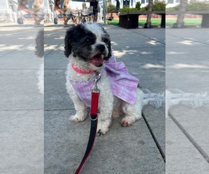 Appa and Azula - Female Shih Tzu Dog for Adoption - Photo #4