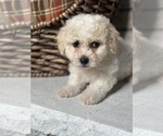 Small Photo #4 Maltese Puppy For Sale in ELMHURST, IL, USA