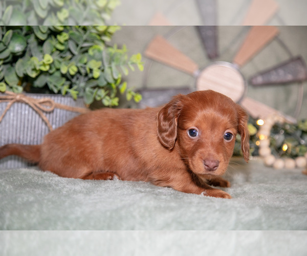 Medium Photo #8 Dachshund Puppy For Sale in NAPPANEE, IN, USA