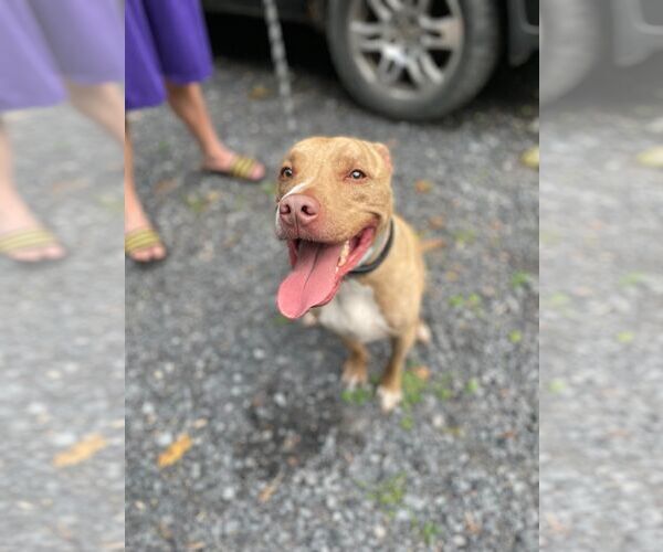 Medium Photo #8 Mutt Puppy For Sale in Lewistown, PA, USA