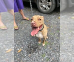 Levi - Male Mutt Dog for Adoption - Photo #8