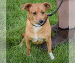 Small #4 Chihuahua Mix