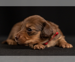 Small #17 Dachshund