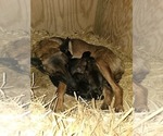 Small Photo #7 Belgian Malinois Puppy For Sale in BATESVILLE, IN, USA