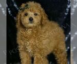 Small #2 Poodle (Toy)