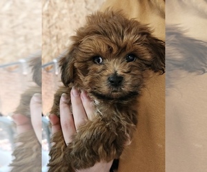 Zuchon Puppy for sale in ROANOKE, IL, USA