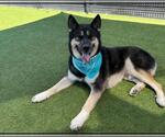 Small #4 Gerberian Shepsky