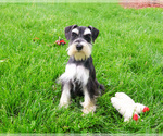 Small #2 Schnauzer (Miniature)