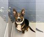 Small #1 Mutt