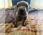 Small #1 American Bully