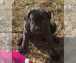 Small Photo #3 Cane Corso Puppy For Sale in ZEBULON, NC, USA