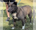 CHASTITY - Female Mutt Dog for Adoption - Small photo