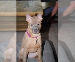 Small Photo #45 Thai Ridgeback Puppy For Sale in POTSDAM, NY, USA
