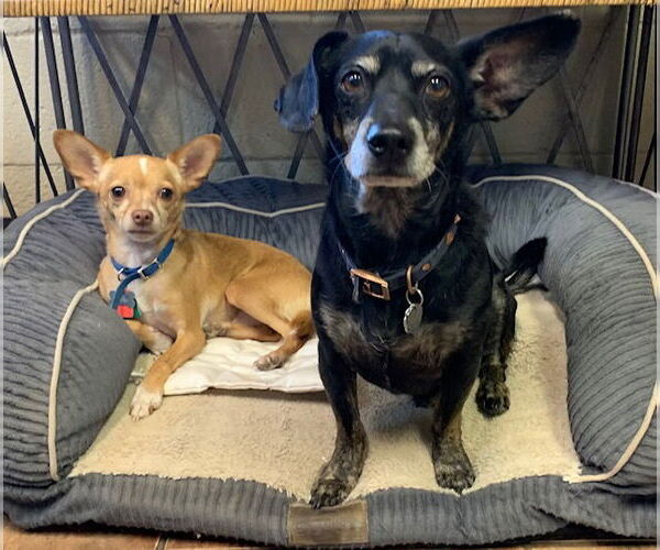 Medium Photo #1 Chihuahua-Unknown Mix Puppy For Sale in Amarillo, TX, USA