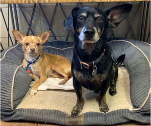 Chihuahua-Unknown Mix Dogs for adoption in Amarillo, TX, USA